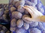 Potato from Belarus - фото 3