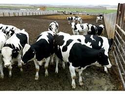 Pregnant Holstein Cow