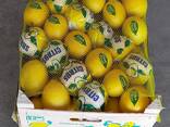 Продам лимон Mayer (пр-во Турция) - фото 3