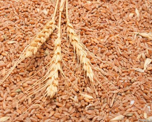 Продам пшеницу ( 2.3.4.5. класс ) FOB