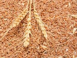 Продам пшеницу ( 2.3.4.5. класс ) FOB