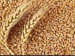 Продам пшеницу - фото 1