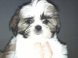 Продам ши тцу