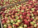 Продам Яблоки - фото 1