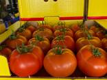 Продаём помидоры сорт высокого из Турции - фото 2