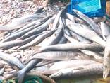 Продажа оптом морской рыбы из Африки в любую страну - фото 6