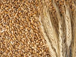 Прямая поставка Пшеницы 5 класс, Ячмень фураж из Казахстана