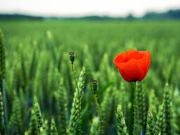 Пшеница - 2 кл.