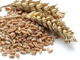 Пшеница, кукуруза, семечка