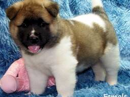 Purebred Akita Puppies . whatsapp us: