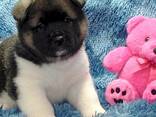 Purebred Akita Puppies . whatsapp us: - фото 1