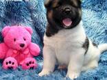 Purebred Akita Puppies . whatsapp us: - фото 3