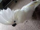 Rare Hand Reared Silly Tame Baby Ducorps Cockatoo. whatsapp us: - photo 3