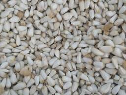 САФЛОР. КАЗАХСТАН