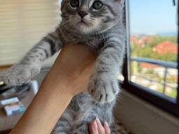 Scottish Fold yavru kedileri