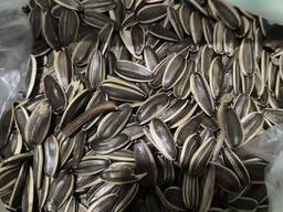 Семечки подсолнуха