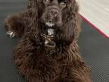 Щенки декоративных пород собак - фото 8