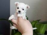 Щенки декоративных пород собак - фото 14