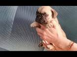 Щенки французский бульдог - фото 9