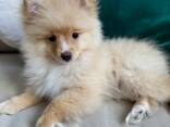 Щенки померанского шпица - 3 месяца - фото 4