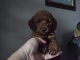 Щенки пудель - photo 1