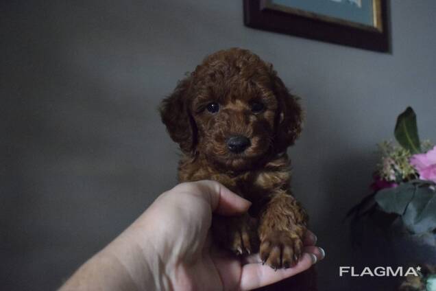 Щенки пудель