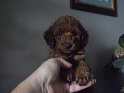 Щенки пудель