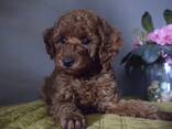 Щенки пудель - photo 2