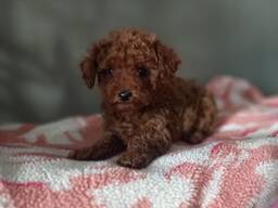 Щенки Пудель