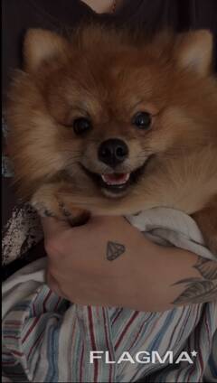 Щенок померанского шпица