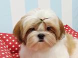 Shihtzu - фото 1