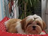 Shihtzu - фото 3
