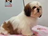 Shihtzu - фото 1