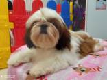 Shihtzu - фото 2