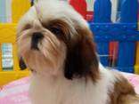 Shihtzu - фото 3