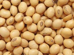 Soybeans
