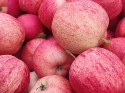 Sprzedam polskie jabłka i gruszki