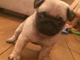Stunning Litter Of Fawn Pugs Puppies. whatsapp us: - фото 2