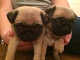 Stunning Litter Of Fawn Pugs Puppies. whatsapp us: - фото 3