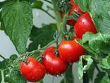 Tomatoes - фото 1