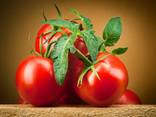 Tomatoes - фото 2