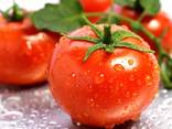 Tomatoes - фото 3