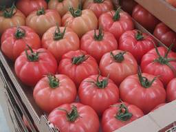 Tomatoes/Помидоры/Tomaten