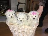 Two Teacup Maltese Puppies Need a New Family. . whatsapp us: - фото 1