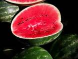 Watermelon - photo 4