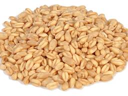 Wheat