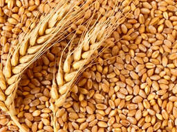 Wheat from russia