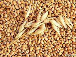 Wheat / пшеница/ 2,3,4,5 grade