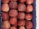 Яблоки - photo 3