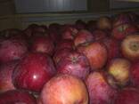 Яблоки , apple - photo 3